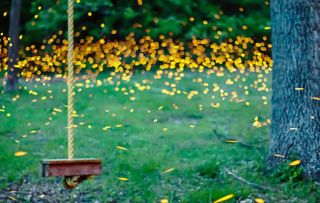 fireflies long exposure
