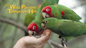 Film poster of "The Wild Parrots of Telegraph Hill"