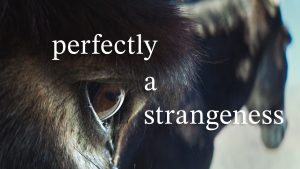 Film poster of "Perfectly a Strangeness"