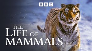 Film poster of "The Life of Mammals"