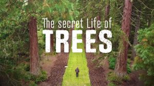 Film poster of "The Secret Life of Trees"